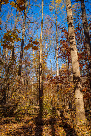 Golden fall in South Mountain Reservation in New Jersey, USAの写真素材