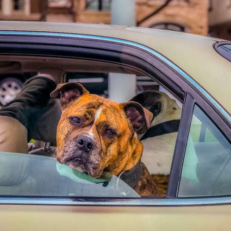 Serious dog with Head out Window in moving carの写真素材