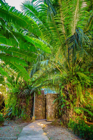 The view of Cariblue Beach and Jungle resort in the jungle in . The lush green landscape, palm trees. Playa Cocles, beautiful tropical Caribbean beach, Puerto Viejo, Costa Rica east coastの写真素材