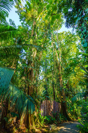 The view of Cariblue Beach and Jungle resort in the jungle in . The lush green landscape, palm trees. Playa Cocles, beautiful tropical Caribbean beach, Puerto Viejo, Costa Rica east coastの写真素材