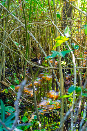 Cahuita National Park, jungle, beautiful tropical Caribbean beach, Cahuita, Limon province, Costa Rica east coastの写真素材