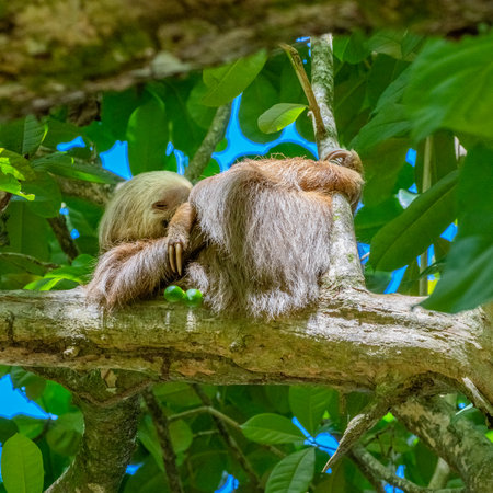 Cahuita National Park, a sloth, Cahuita, Limon province, Costa Rica east coastの写真素材