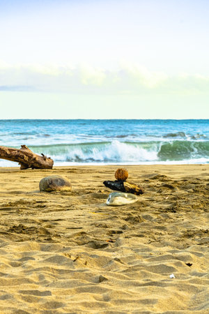 Sunrise at Playa Cocles, beautiful tropical Caribbean beach, Puerto Viejo, Costa Rica east coast, coconut, burnt piece of wood and stone on the beachの写真素材