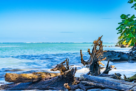 Cahuita National Park, beautiful tropical Caribbean beach, Cahuita, Limon province, Costa Rica east coastの写真素材