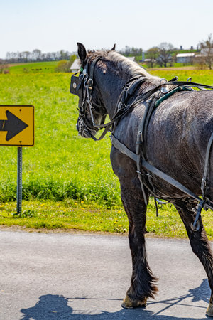 Amish country, Horse on field agriculture in Lancaster, Pennsylvania, PA US North Americaの写真素材