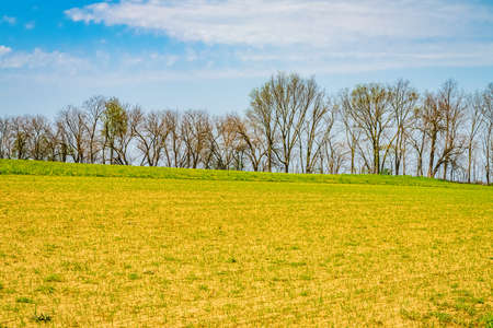 Amish country, trees on field agriculture in Lancaster, Pennsylvania, PA US North Americaの写真素材