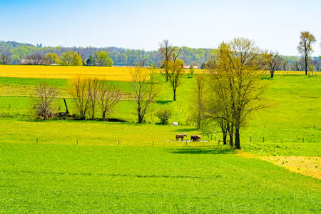 Amish country, horses on field agriculture in Lancaster, Pennsylvania, PA US North Americaの写真素材