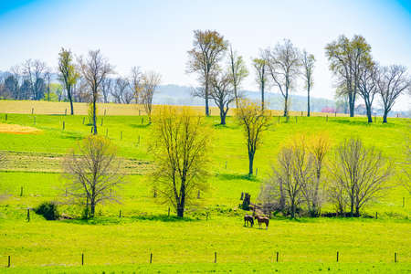 Amish country, horses on field agriculture in Lancaster, Pennsylvania, PA US North Americaの写真素材