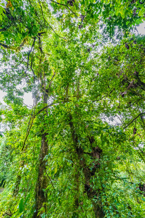 Jungle in the Arenal region of Costa Rica, La Fortuna, Costa Rica. Central Americaの写真素材