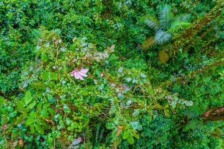 Jungle in the Arenal region of Costa Rica, La Fortuna, Costa Rica. Central Americaの写真素材