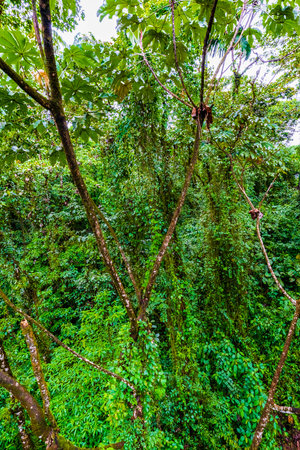 Jungle in the Arenal region of Costa Rica, La Fortuna, Costa Rica. Central Americaの写真素材