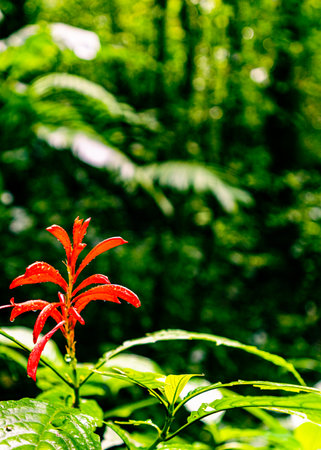 View of Cloud Forest, Sky Adventures Monteverde Park, Monteverde, Costa Ricaの写真素材