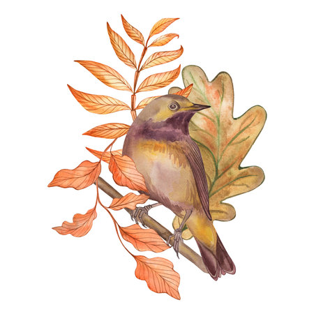 Bird, finch, tree, branch, leaves, brown, autumn, illustration drawn in watercolor on a white background. Suitable for printing cards poster, textiles, fabrics, fashion design, accessories, tablewareの写真素材