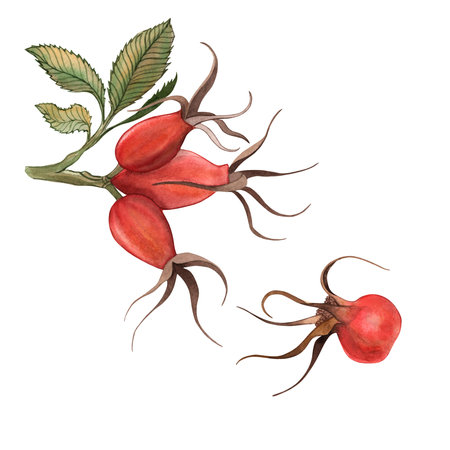 Rosehip berries leaves, branch, red, autumn - a set of illustrations made in watercolor on a white background for the design and printing fabric, postcards. The decoration of the Thanksgiving holidayの写真素材
