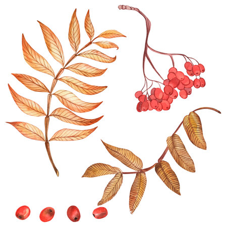 Autumn, rowan, leaves, branch, berries, red, orange, yellow, vintage - a set of illustrations drawn in watercolor on a transparent background. for design and printing of textiles, fabric, clothingの写真素材