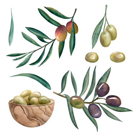 Olives, olive, branch, green, wooden plate, olive oil, food, cooking. The illustration is painted in watercolor on a white background. For packaging design, textiles, fabrics, postcards, invitations.の写真素材