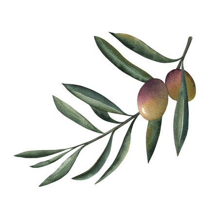 Olives, olive branch, green, purple, olive oil, food, cooking, Greece. The illustration is painted in watercolor on a white background. For packaging design, textiles, fabrics, postcards, invitations.の写真素材