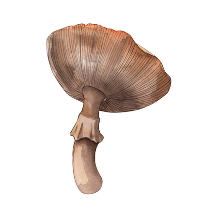 Mushroom, forest mushrooms, yellow, orange, autumn. The illustration is painted in watercolor on a white background. For the design of postcards, invitations, menus, textile, fabric, stickers, poster.の写真素材