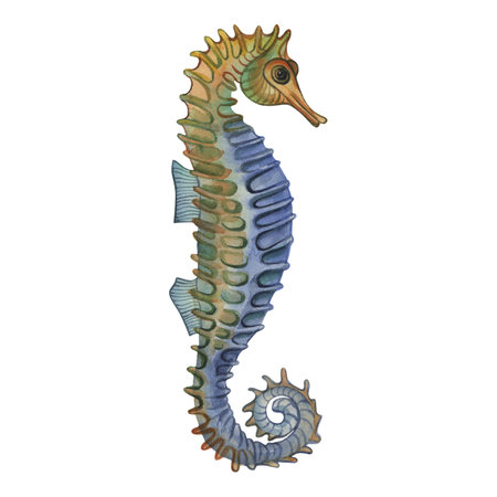Seahorse in blue, green, yellow. Underwater animal hand-drawn with watercolor isolated on white background. For design of printing, interiors, childrens accessories, clothes, dishes, packagingの写真素材