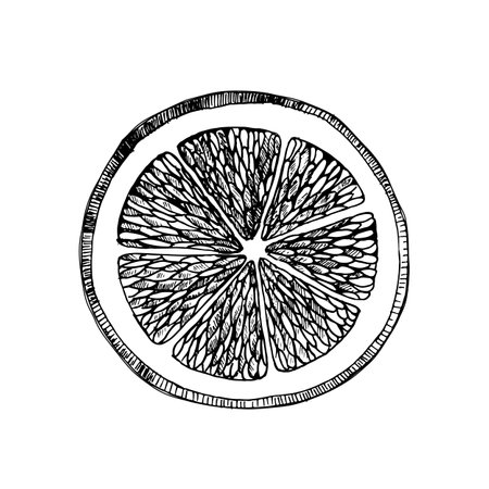 Round lemon slice. A cut flat piece of juicy citrus fruit is hand drawn using graphic technique and converted to vector format. For design of printed materials, cafe menusのイラスト素材