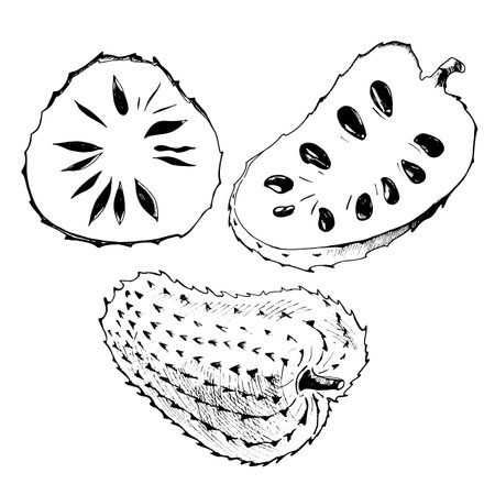 The fruits of soursop are whole, cut into two parts lengthwise and across. The illustration with a sour cream apple is hand-drawn in the technique of graphics in black and white shades. For packaging.のイラスト素材