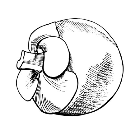 Whole mangosteen fruit. Juicy sour, sweet fruit drawn by hand in graphic technique, vector format translated, in black and white shades. For tea and juice packaging design, for cafe menus, printing.のイラスト素材