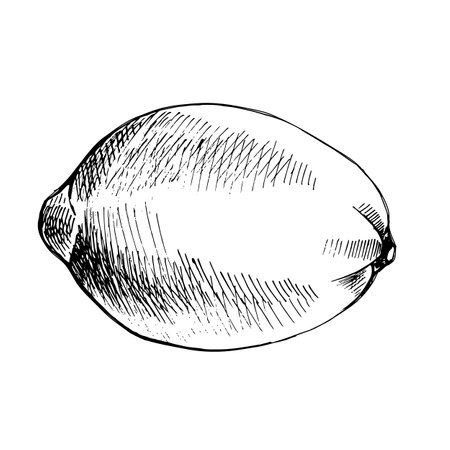 Whole lemon fruit. Citrus fruit is hand drawn in graphic technique, transferred to vector. Black and white, colorless illustration. For design, printing, packaging, menu, textile, fabric, postcards.のイラスト素材