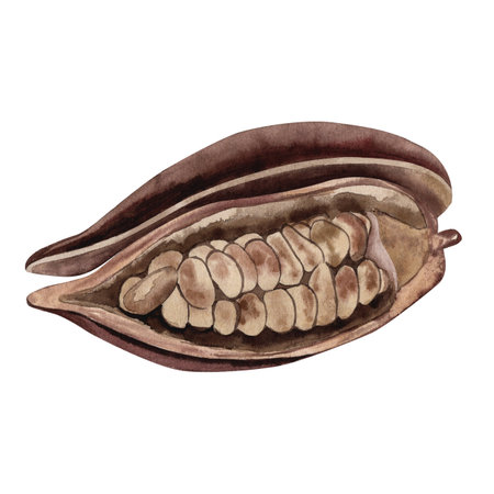 A cocoa fruit cut in half with grains inside the pod. The illustration is hand-drawn in watercolor in brown shades. For packaging, postcards, textiles, cosmetics, menu, invitations, tableware, dishesの写真素材
