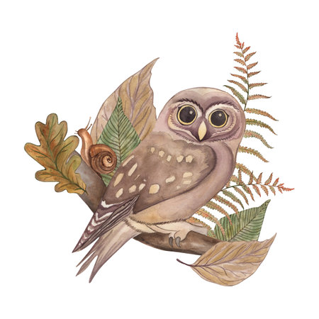 A forest owl sits on a branch with leaves and branches of oak and fern. The illustration with plants, a bird, and a snail is hand-painted in watercolor in a botanical style.の写真素材