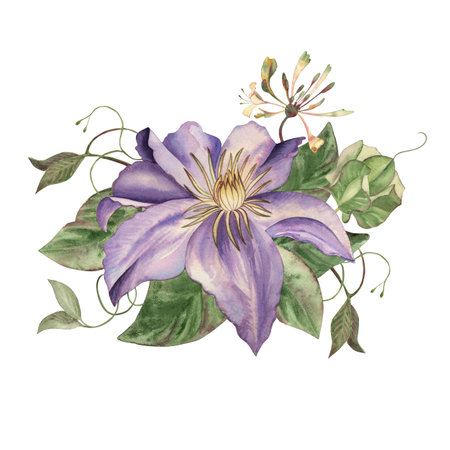 Purple clematis on green leaves, branches, vines of a weaving plant. The flower arrangement is hand-painted in watercolor in a botanical style. For packaging design of cosmetics, spa center, textilesの写真素材