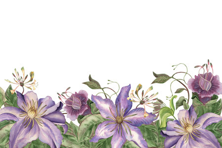 Elegant watercolor floral border with purple clematis, honeysuckle, cobaea flowers, and trailing vines. Hand-drawn botanical illustration, perfect for wedding invitations, greeting cards, backgrounds.の写真素材