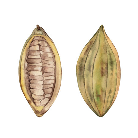 Whole and cut in half cocoa tree fruit with beans inside. Watercolor illustration with cocoa beans is hand-drawn in botanical style in yellow, green, brown shades. For packaging, menu, tablewareの写真素材