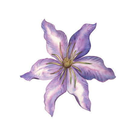 Watercolor illustration of a single clematis flower with wavy purple petals and soft gradients. Hand drawn botanical work, for spring packaging design, wedding printing, postcards, textilesの写真素材