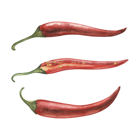 Whole and cut red chili pepper pods isolated on white background. Botanical watercolor hand drawn illustration of spicy vegetables with green stems. For packaging design, restaurant menu, kitchenの写真素材