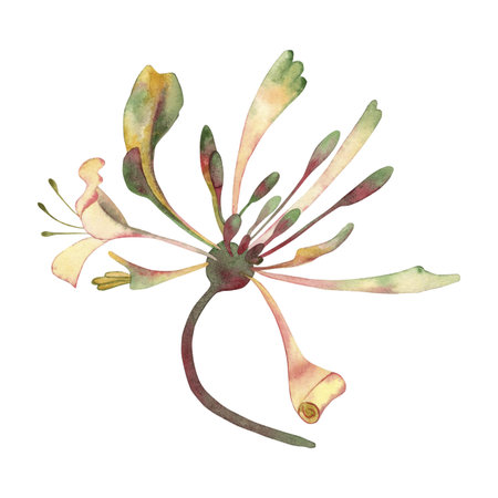 Watercolor illustration of honeysuckle, a delicate botanical flower with long, thin petals in soft pink, green and yellow tones. Hand-painted flowers are perfect for postcards, wedding invitationsの写真素材