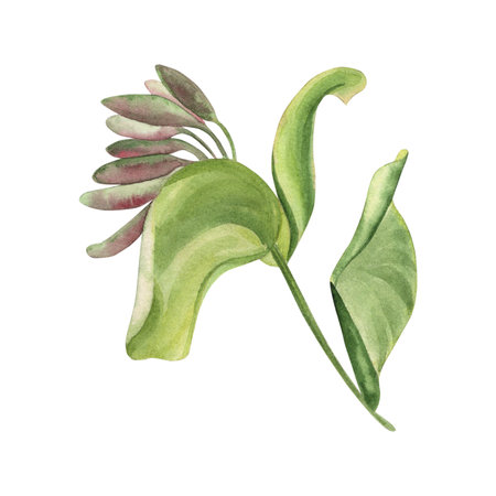 Watercolor illustration of a delicate green plant with curved leaves and purple buds. Hand-painted floral botanical art, perfect for nature, garden, spring, or organic-themed designs and decorの写真素材