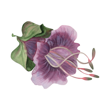 Purple, purple bellflower of a climbing kobei plant with stamens. The watercolor illustration is hand-drawn in a botanical style. Suitable for packaging design, postcards, wedding invitationsの写真素材