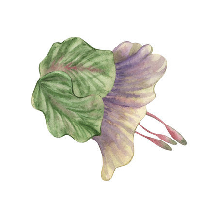 Bud, flower of a climbing kobei plant in purple green lilac shades. The flower is hand-painted in watercolor on a white background in a botanical style. For packaging, postcards, invitations, weddingの写真素材