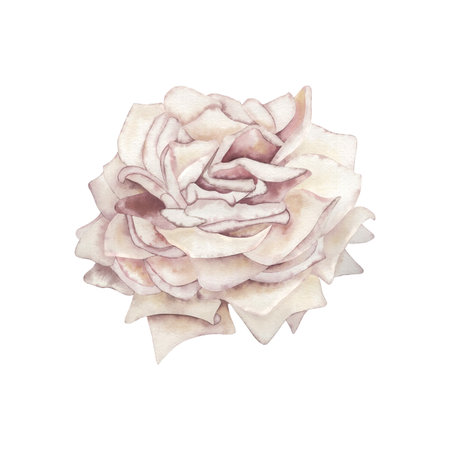 The rose is a light pastel pale pink color. The watercolor illustration with a fluffy flower bud is hand-drawn in a botanical style. For the design of wedding printing, postcards, and beauty packagingの写真素材