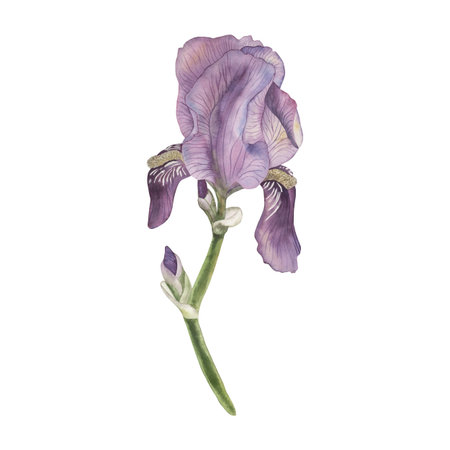 Watercolor illustration of purple iris flower with green leaves. Hand-drawn botanical floral clipart, vintage style, perfect for spring decor, wedding invitations, garden themes, packaging, postcardの写真素材