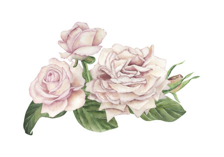 A composition of soft pink, peach-colored roses, decorated with juicy green leaves. Watercolor illustration is hand-drawn in a botanical style. For the design of wedding invitations, cards, packagingの写真素材