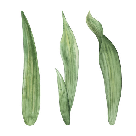 Leaves are green, long, separate from stems and flowers, isolated on white background. Watercolor illustration is hand-drawn in botanical style. For postcard design, wedding printing, packagingの写真素材