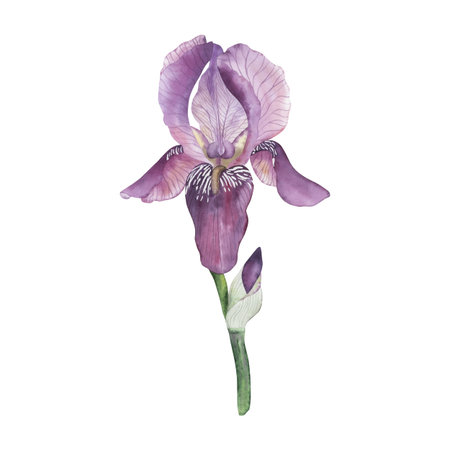 Violet iris with an unsuccessful bud on a green stem. The flower is painted with watercolor in delicate pastel colors in a botanical style. For wedding invitations, goals of design, packaging, cardsの写真素材