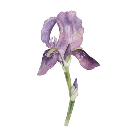 Iris violet-lilac, one flower with an unopened bud. Watercolor illustration of a summer flower is hand-drawn in a botanical style in a delicate color scheme. For postcard design, wedding printingの写真素材