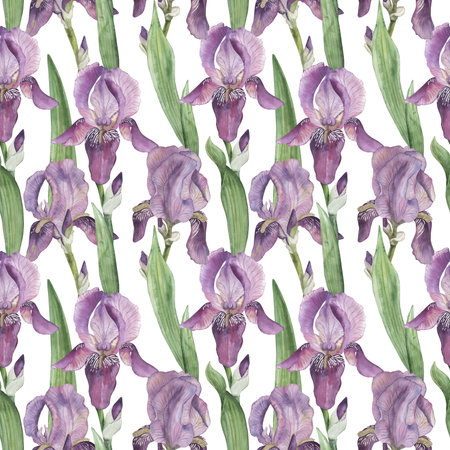 Seamless pattern with purple, lilac irises on a white background. The watercolor illustration is hand-drawn in a botanical style in delicate pastel shades. For wallpaper, textiles, and wrapping paperの写真素材