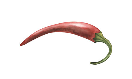 Vibrant watercolor illustration of a hot chili pepper pod in a handmade botanical style. Ideal for packaging, culinary projects, blogs, printing, cafe menus and the beauty industryの写真素材