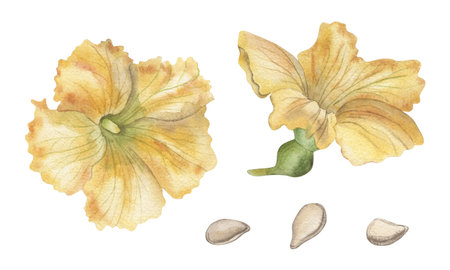 Yellow and orange pumpkin flowers and seeds. Watercolor illustration of the plant is hand-drawn with watercolors in a botanical style. For packaging design, autumn printing, harvest festival, cardsの写真素材