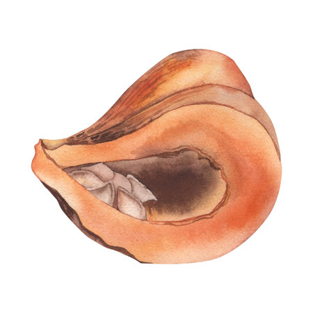 Pumpkin cut, with seeds and pulp inside. Watercolor illustration of pumpkin piece is hand made in botanical style. For autumn design, cards, invitations, holidays, Thanksgivingの写真素材