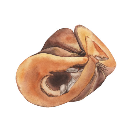 A piece of pumpkin cut with seeds and pulp inside. The watercolor illustration of a gourd is hand-drawn in a botanical style. For autumn design, postcards, invitations, holidays, benevolence dayの写真素材