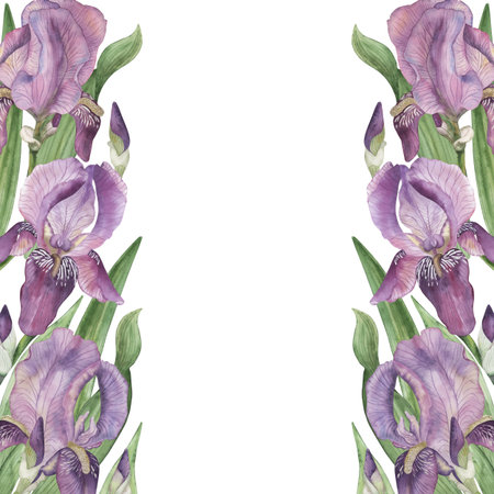 A square frame of purple irises. The watercolor illustration is hand-painted in bright purple flowers in a botanical style. Perfect for card design, wedding invitations, packagingの写真素材